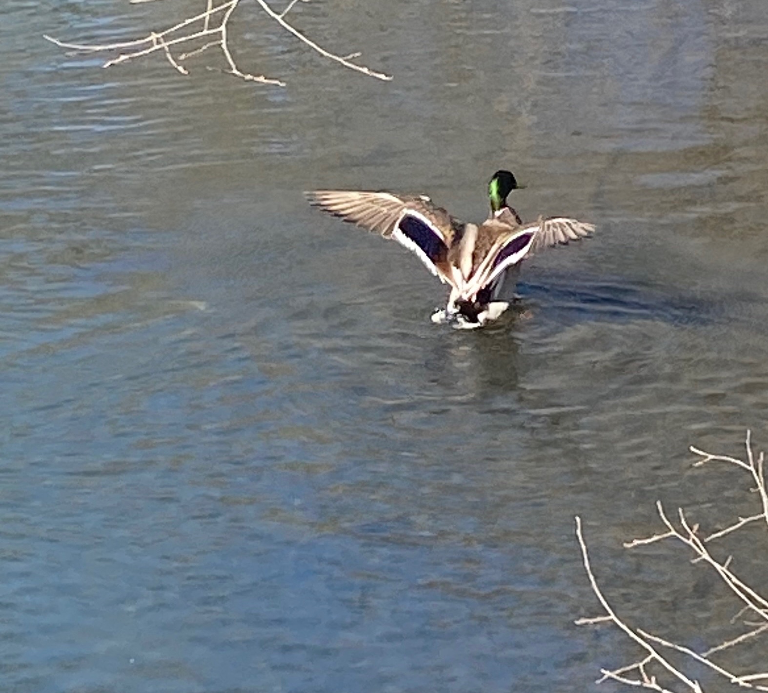 The Introvert & the Mask ©Dawn Minott – Poems & More