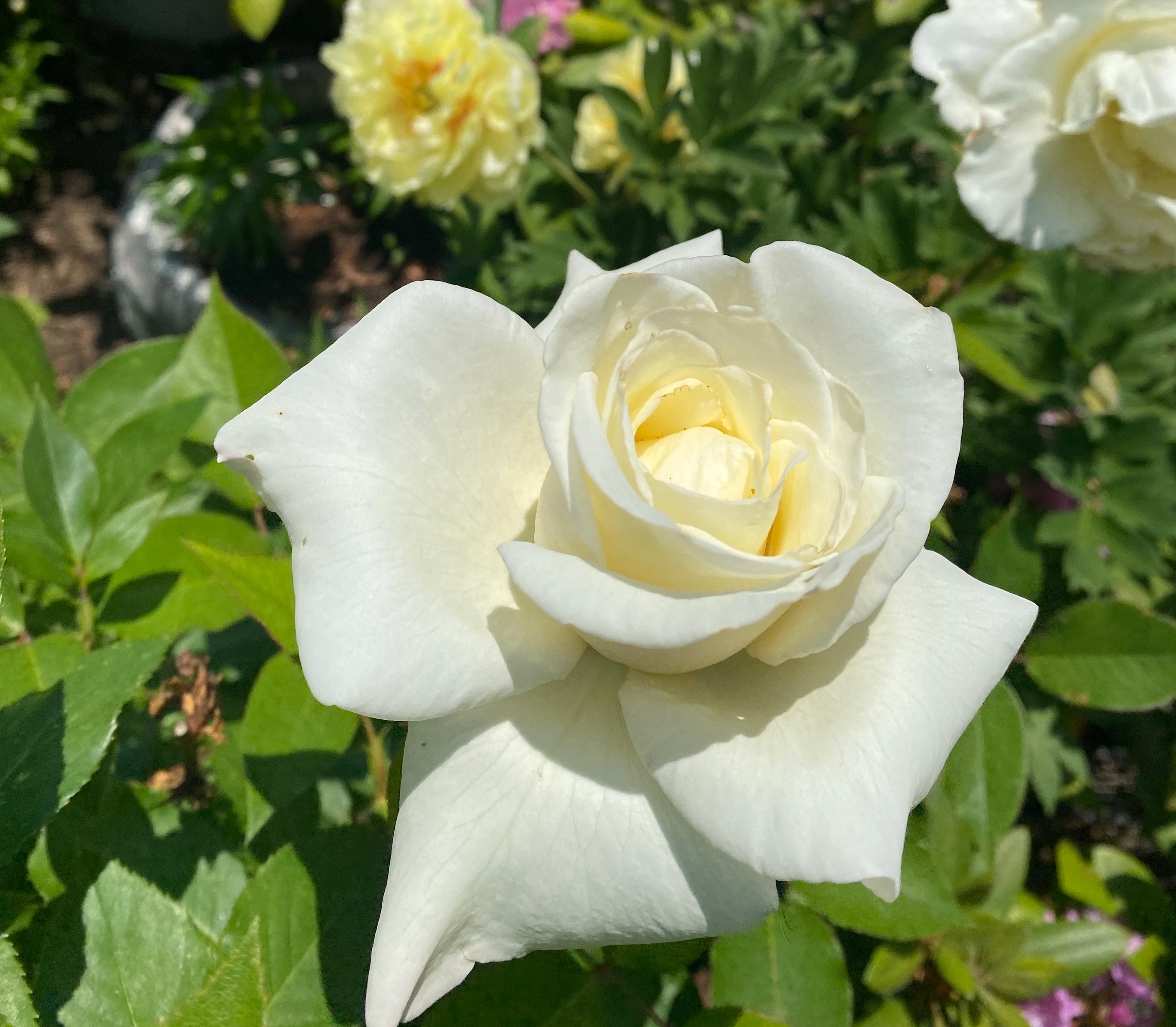 Mid-Week Boost: Decorate Your Soul – Poems & More