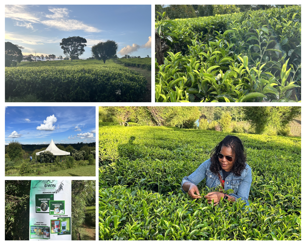 Travelogue: Soft Life, Tigoni Edition ©Dawn&nbsp;Minott